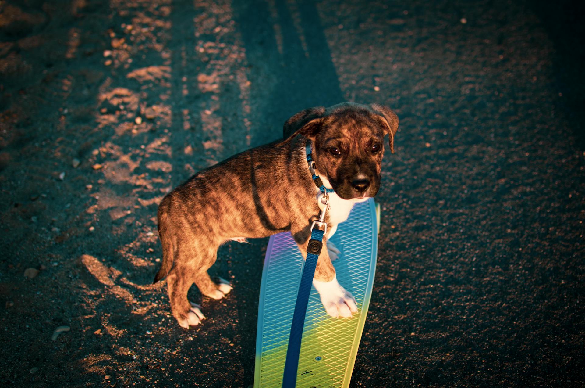 Le chien Brindle sur le plateau Penny