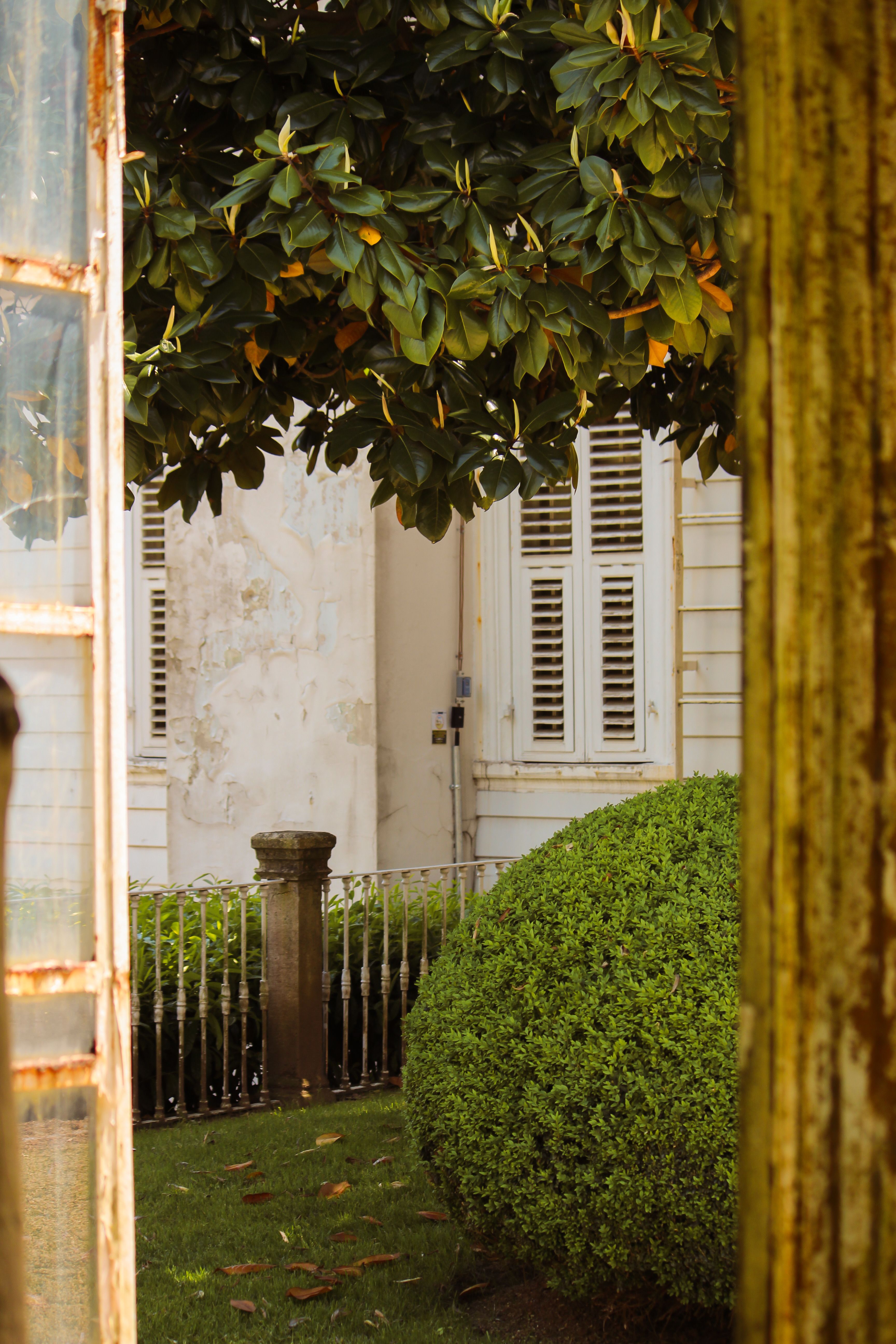 Tranquil courtyard view featuring vibrant greenery and classic architecture.