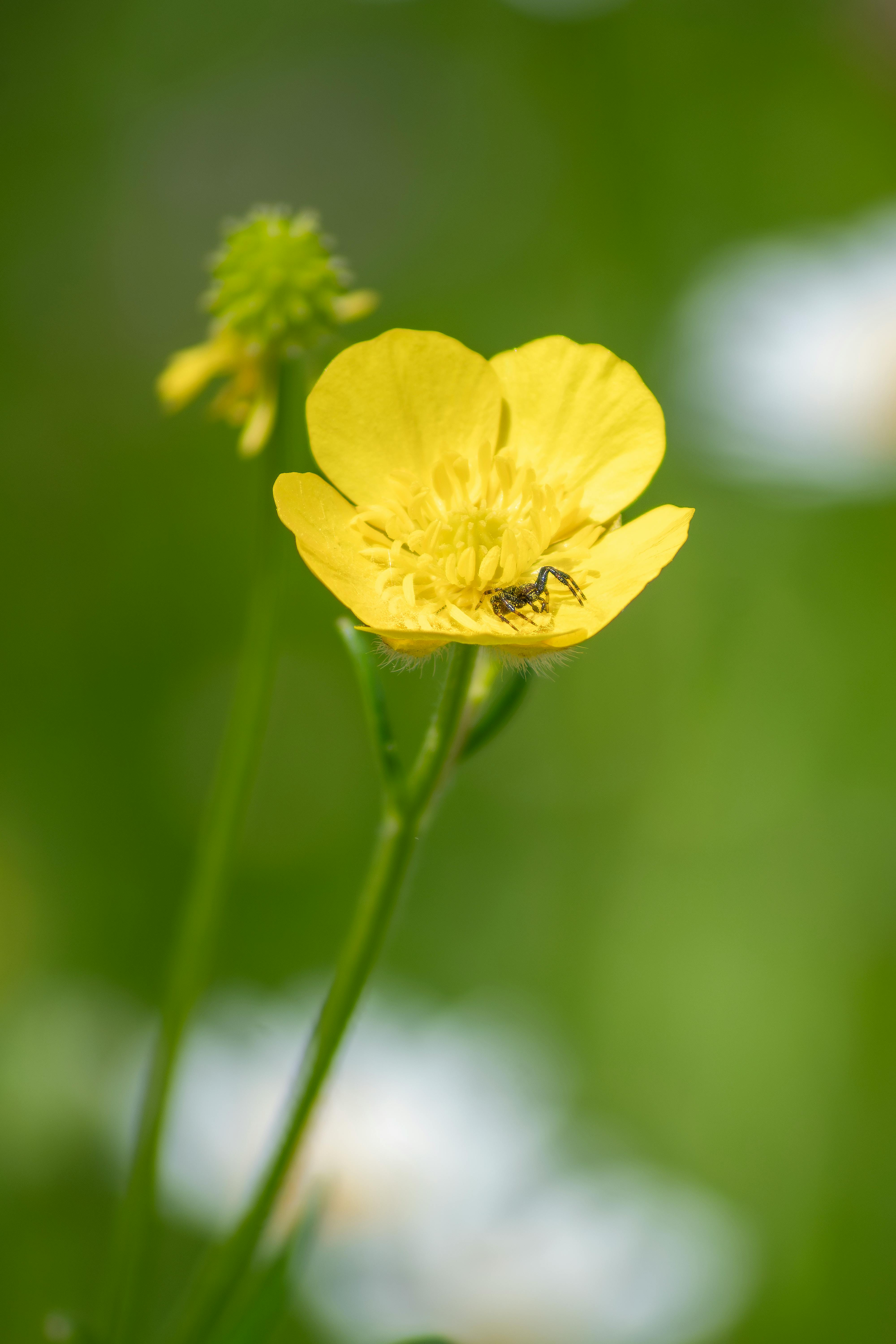 Close-Up of Yellow Buttercup with Small Insect · Free Stock Photo