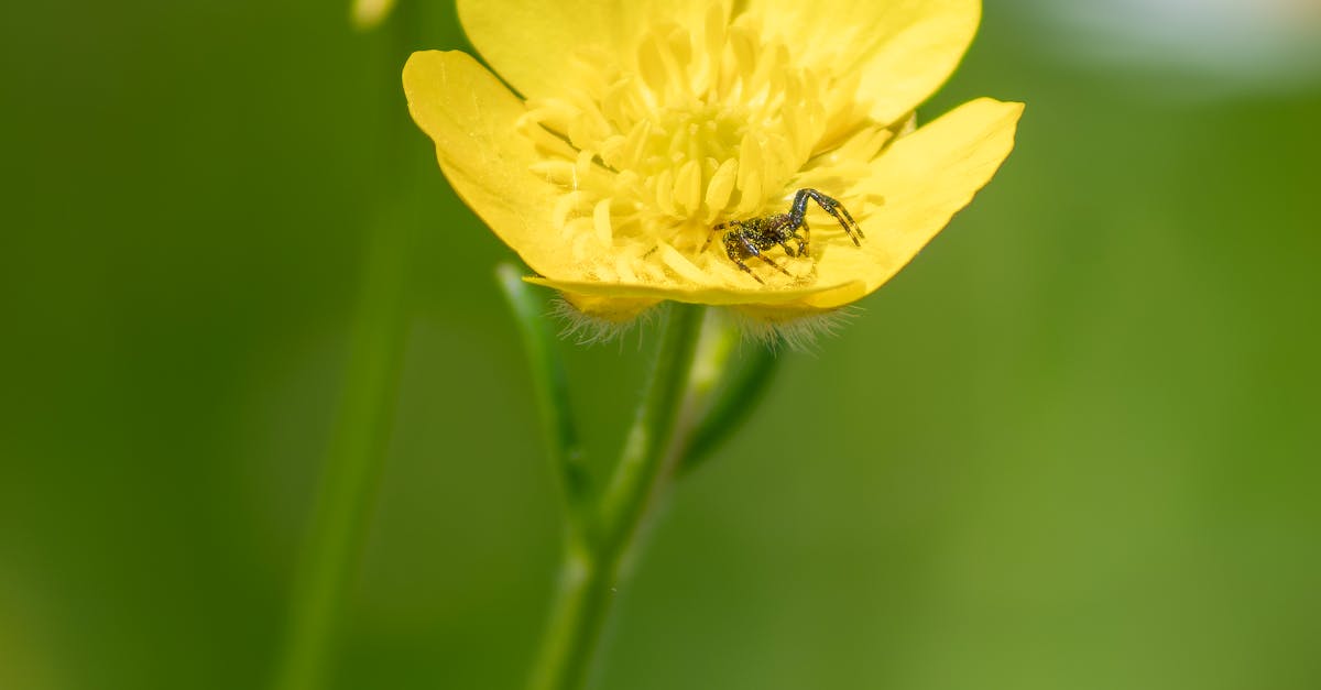 Close-Up of Yellow Buttercup with Small Insect · Free Stock Photo