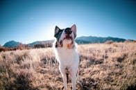 阳光明媚的田野里，一只边境牧羊犬身后是连绵的山脉