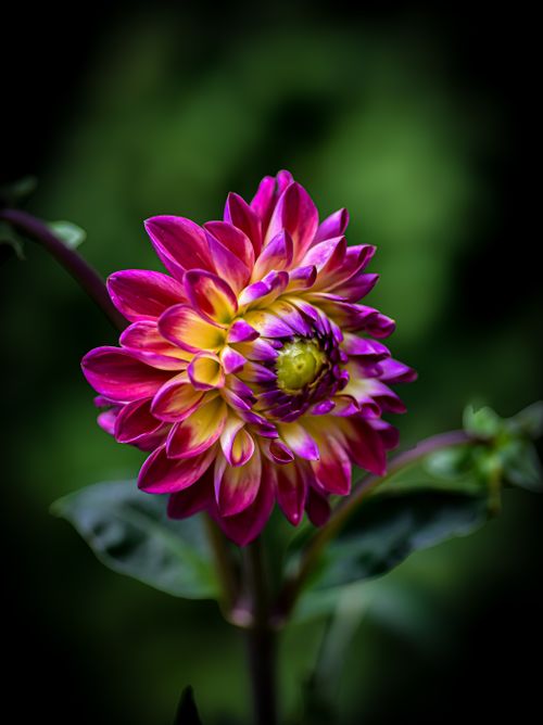 Free Close-up of a vibrant pink and yellow dahlia bloom in an outdoor garden setting. Stock Photo