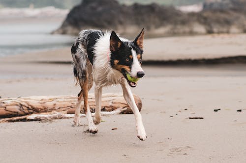 Kumsalda Yürüyen Köpek Fotoğrafı