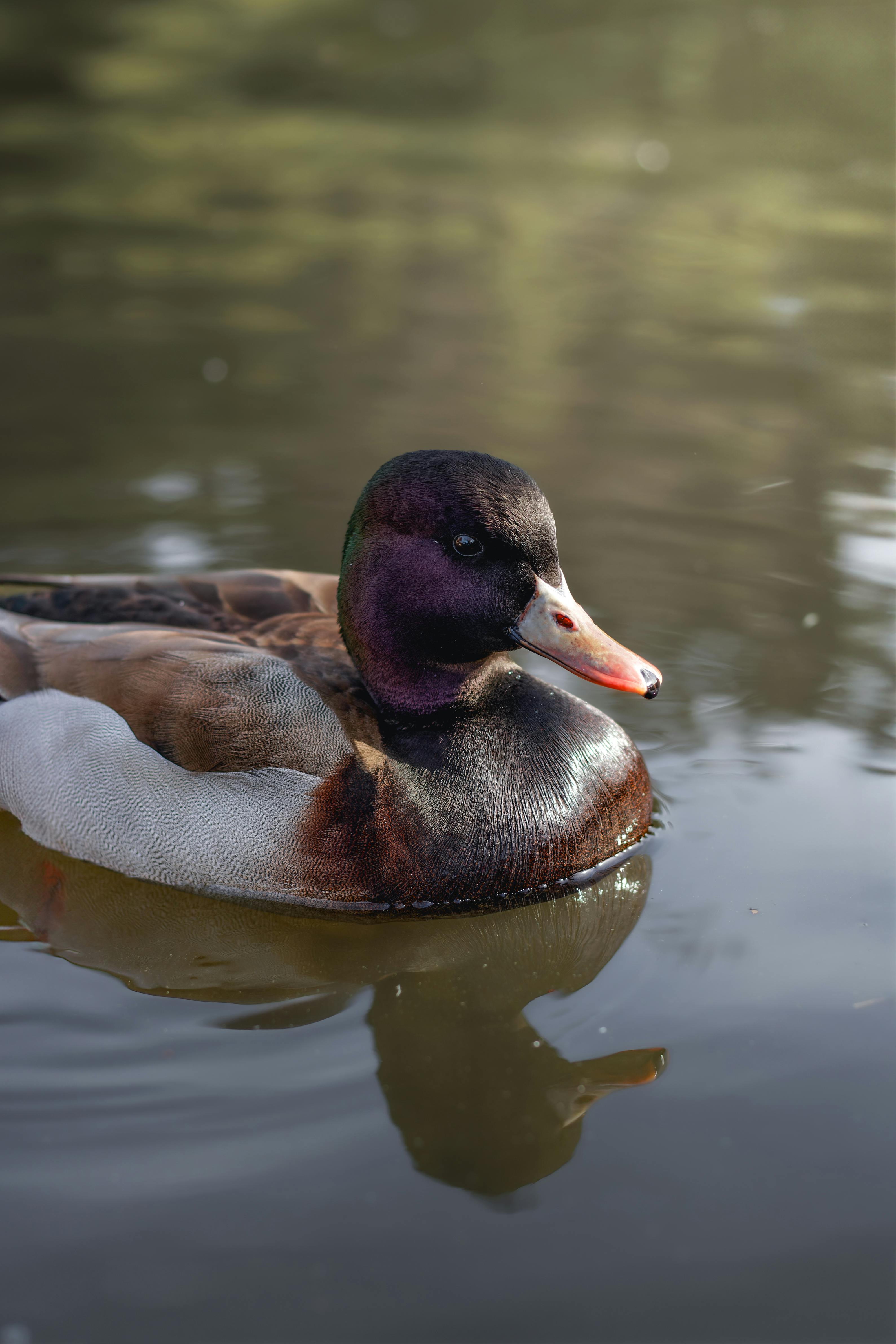 A serene mallard duck floats gracefully on a tranquil pond in Concepción, Chile.