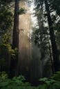 柔和的阳光透过加利福尼亚州云雾缭绕的红杉树森林