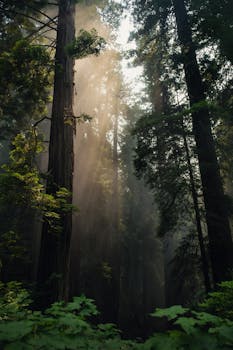 Misty redwood forest with soft sunlight streaming through in California.