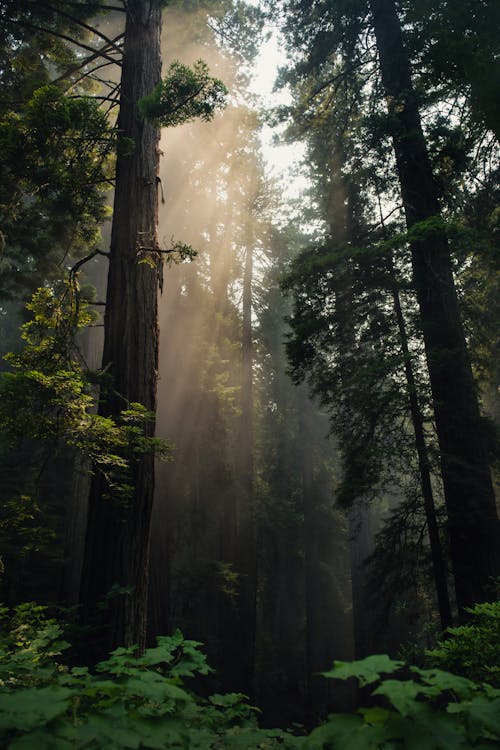Free Photo Of Forest During Daytime Stock Photo