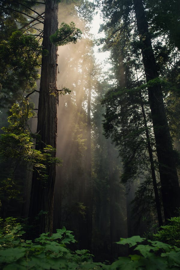 Photo Of Forest During Daytime