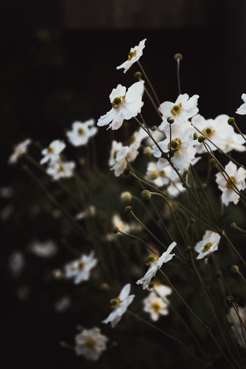 Kostnadsfri bild av 4k tapeter, blomma tapeter, blommor