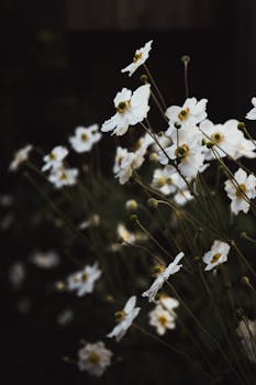 Delicate white flowers in a moody and tranquil garden setting, showcasing their natural beauty.