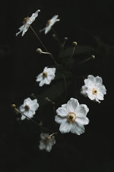 Delicate white anemone flowers blooming against a dark background, capturing the essence of nature and simplicity.