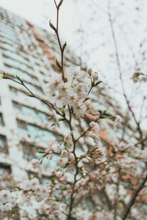 Free Cherry blossoms bloom in spring against modern architecture in Seoul, South Korea. Stock Photo