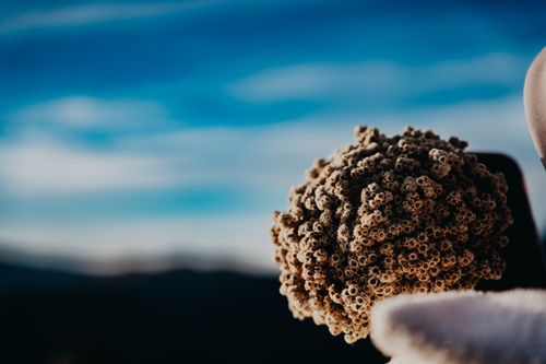 Free edelweiss Stock Photo