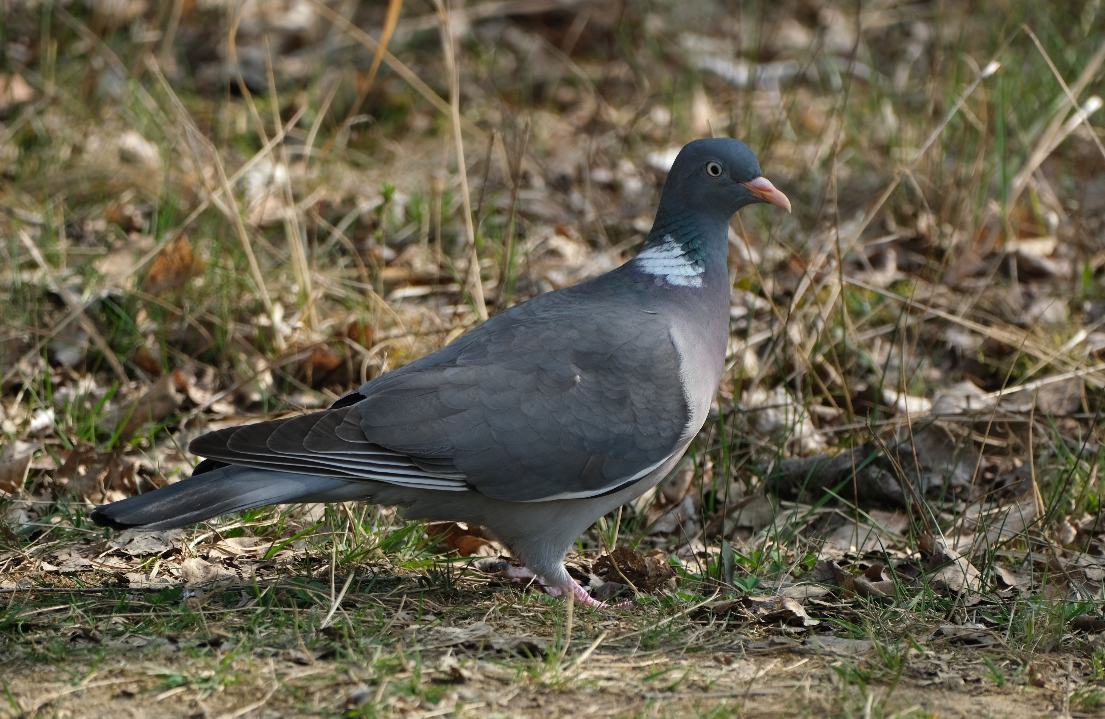 close-up-of-common-wood-pigeon-in-natural-habitat-free-stock-photo