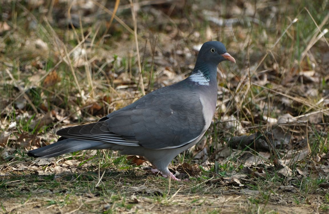 Close Up Of Common Wood Pigeon In Natural Habitat Free Stock Photo close-up-of-common-wood-pigeon-in-natural-habitat-free-stock-photo