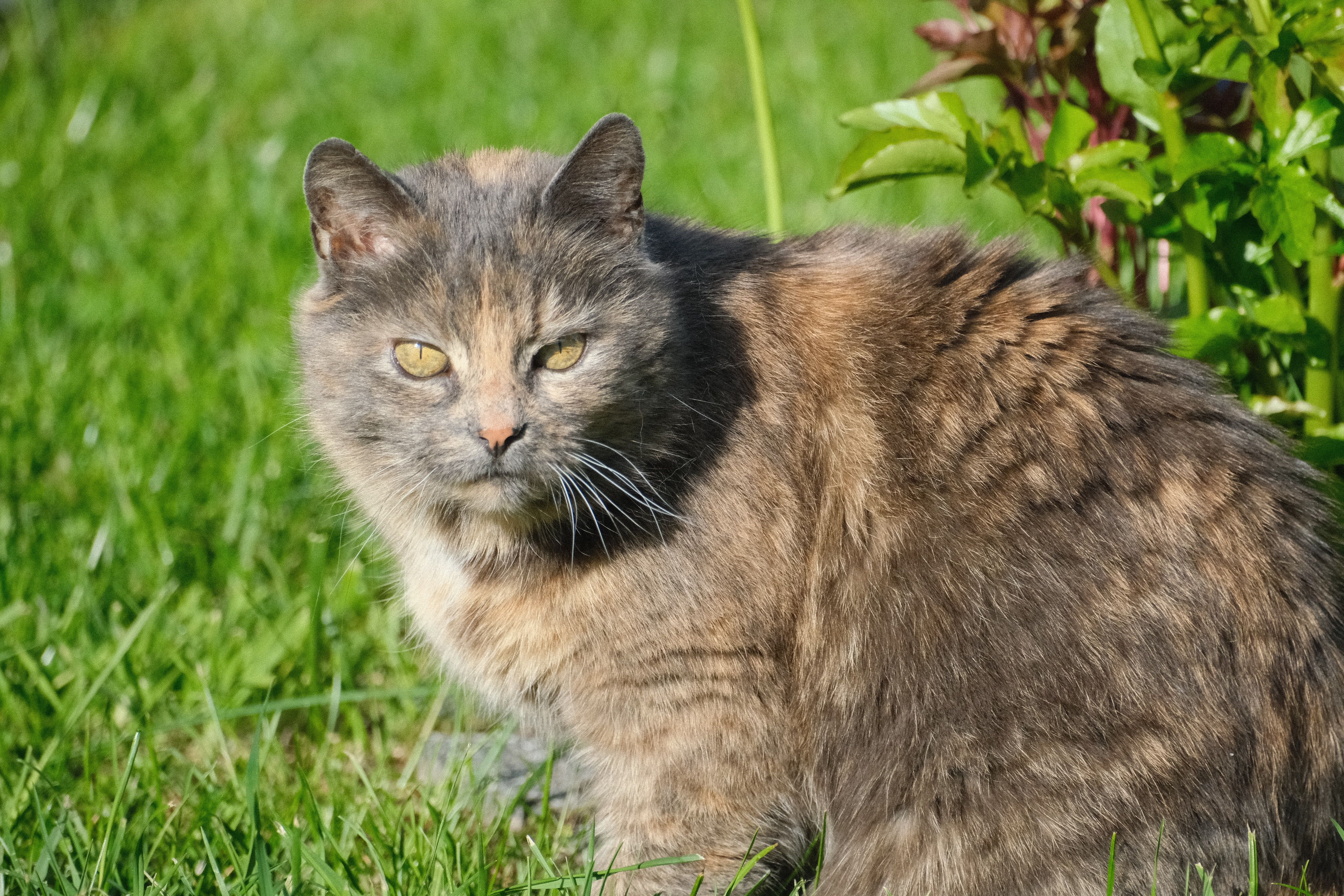 how to keep cats healthy naturally Support Her Body With the Right Supplements