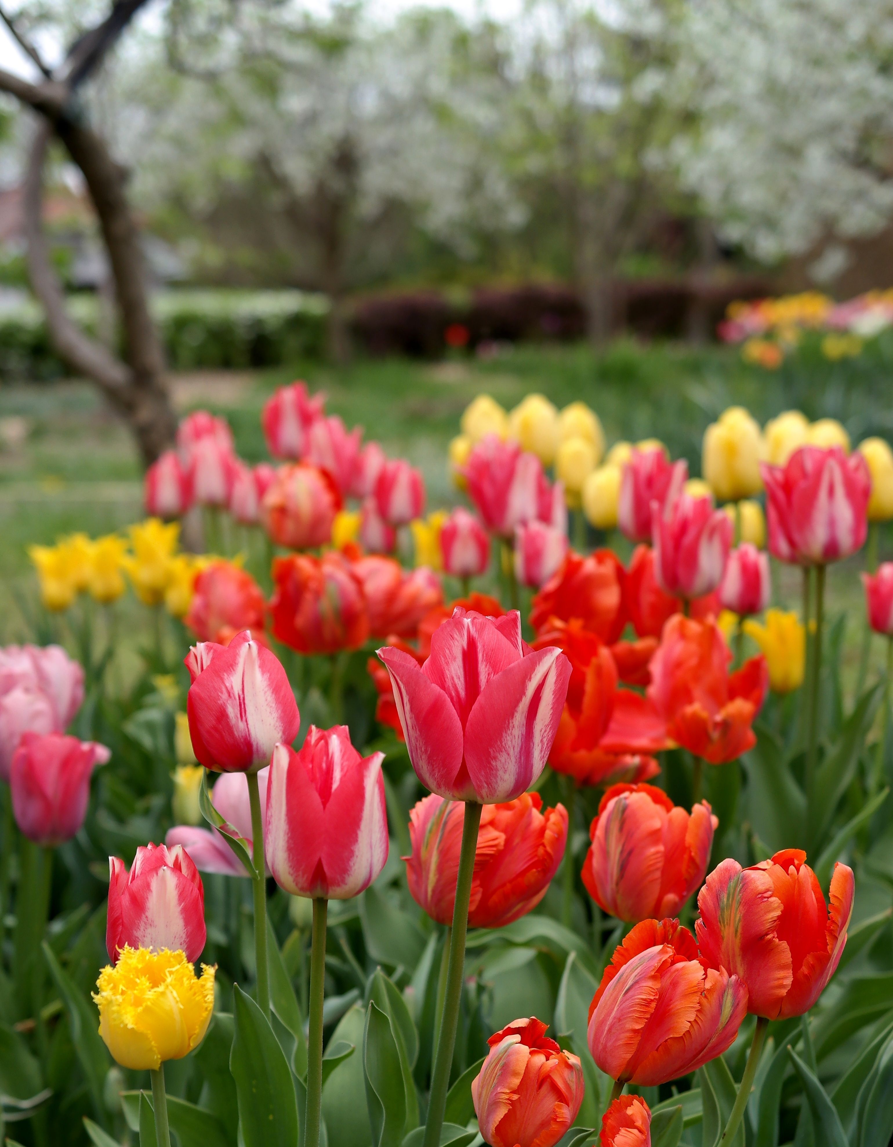 Vibrant Tulip Garden in Full Bloom · Free Stock Photo