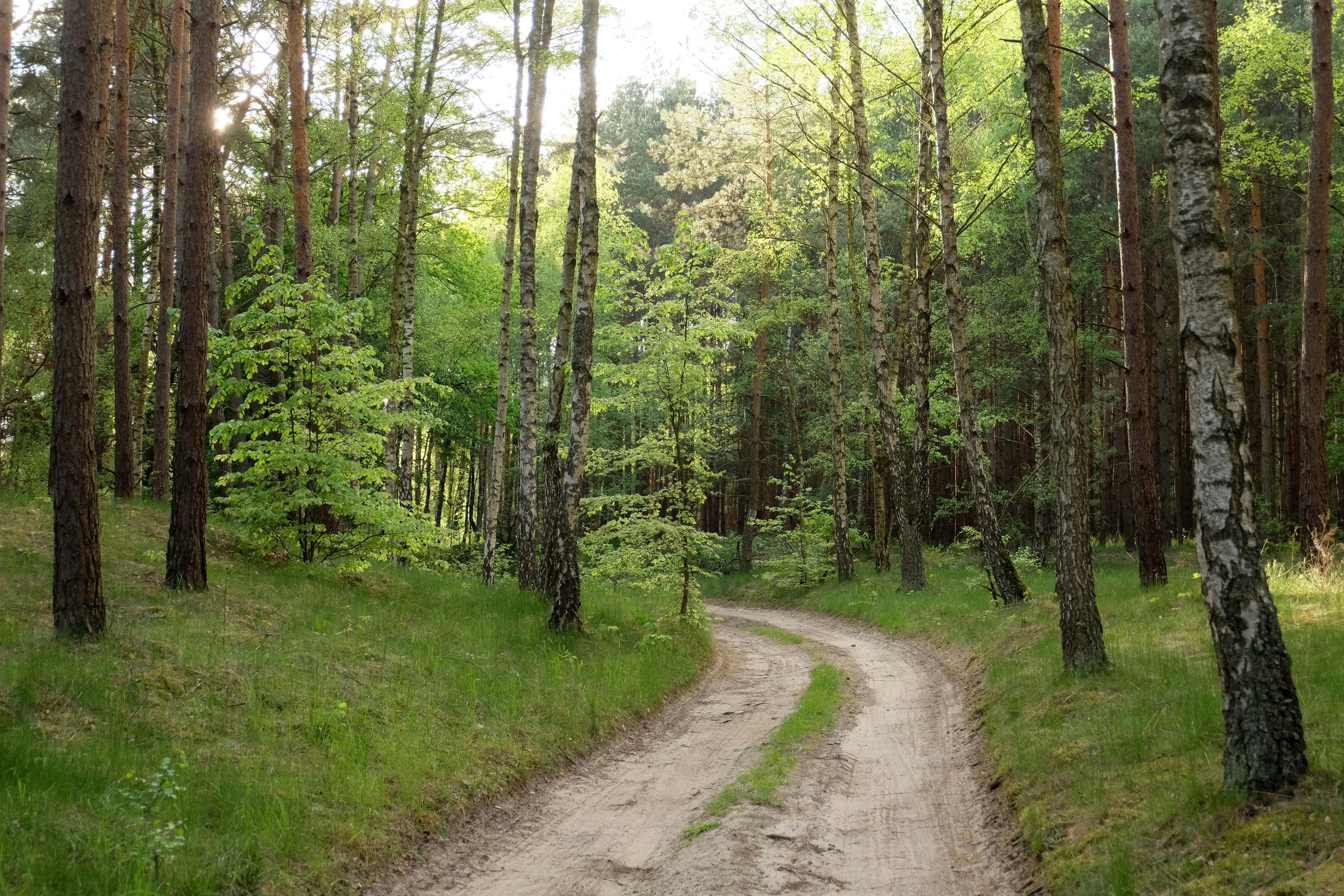 Healthspan White Paper: The Data-Driven Path to Longevity — Photo by Roman Biernacki on Pexels