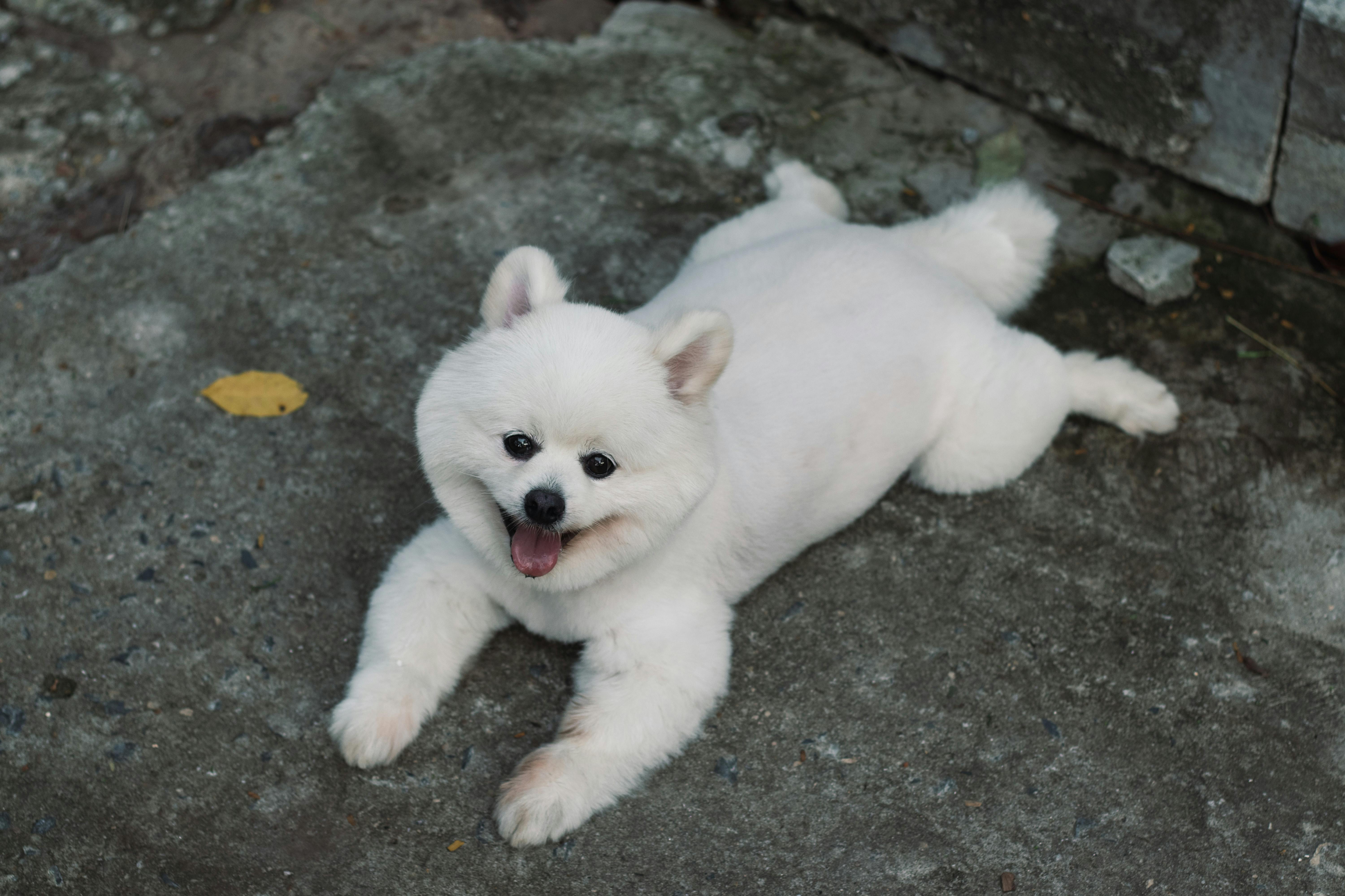 pet care pet grooming — Photo by Nimit N on Pexels