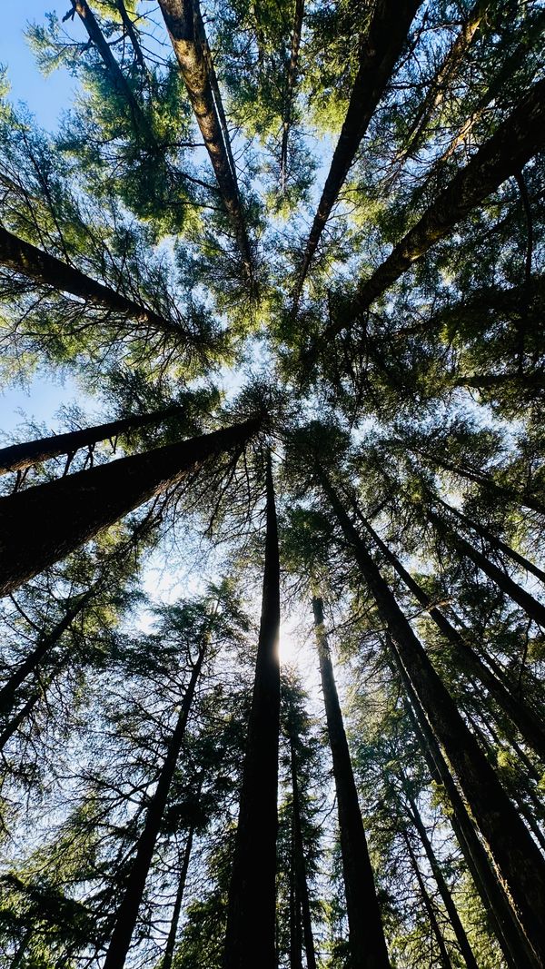 Olhando para árvores imponentes em uma floresta densa com a luz do sol filtrando através da copa.