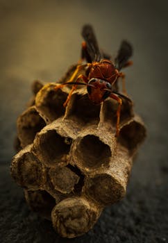 Macro shot of a paper wasp on its nest, showcasing natural detail and dramatic lighting.