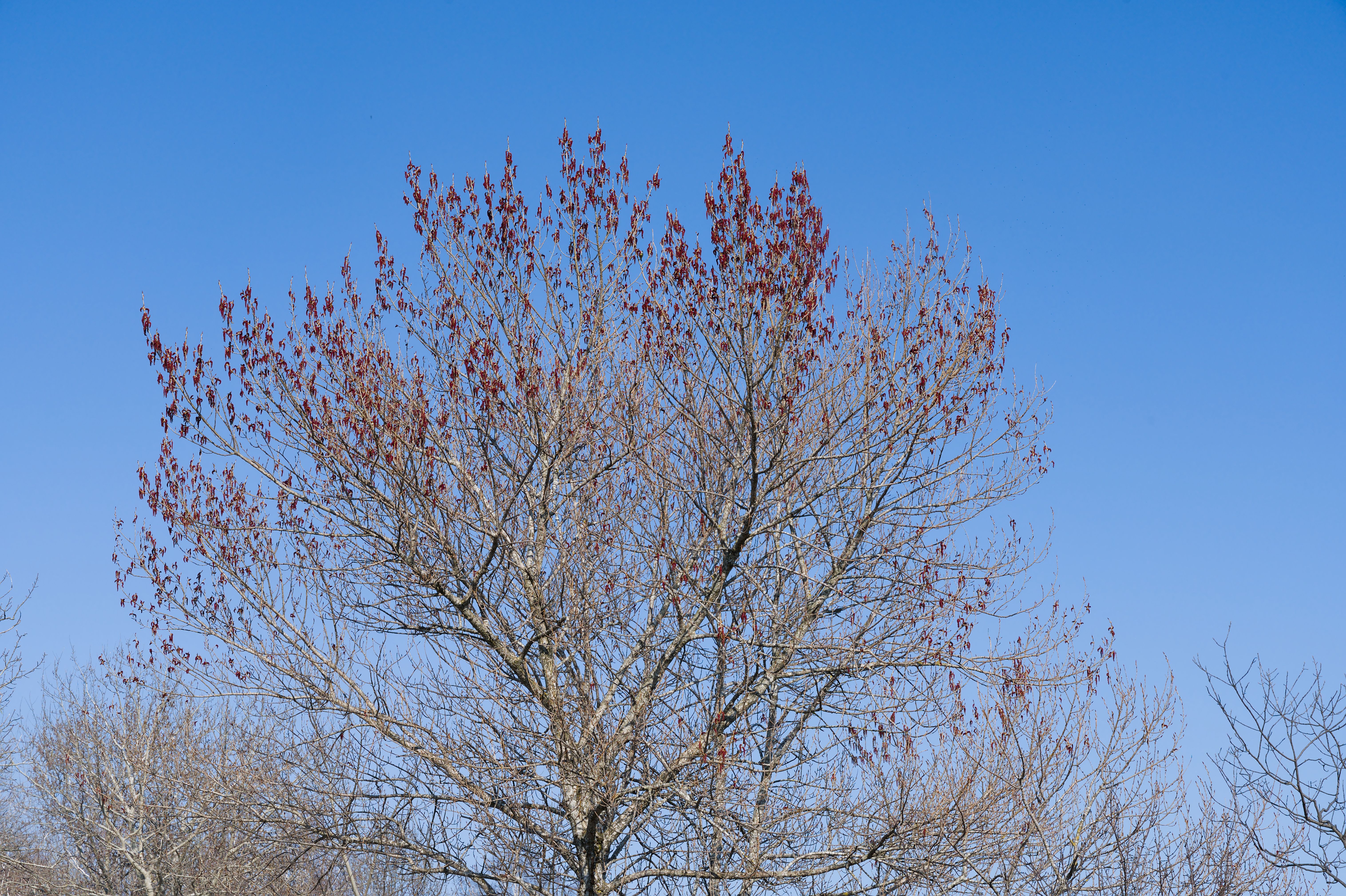 Beautiful Bare Tree Against Clear Blue Sky · Free Stock Photo