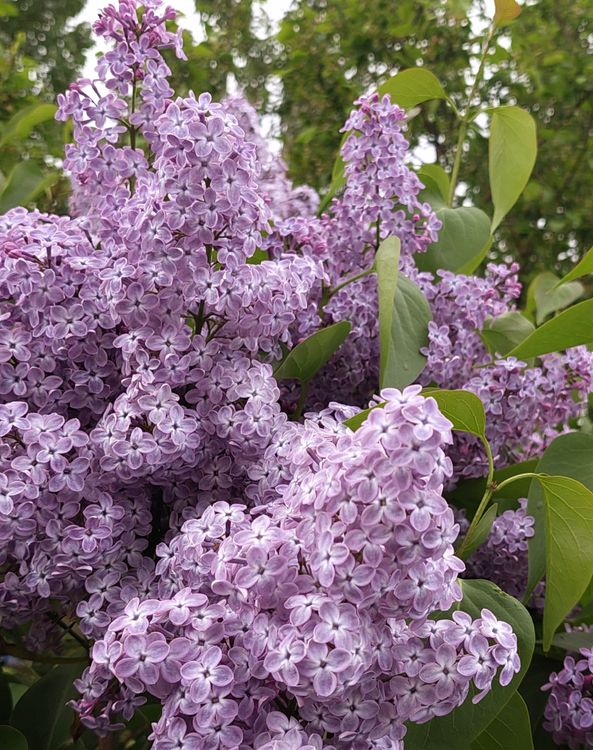 Vibrant Syringa Vulgaris Lilac Blossoms In Bloom Free Stock Photo vibrant-syringa-vulgaris-lilac-blossoms-in-bloom-free-stock-photo