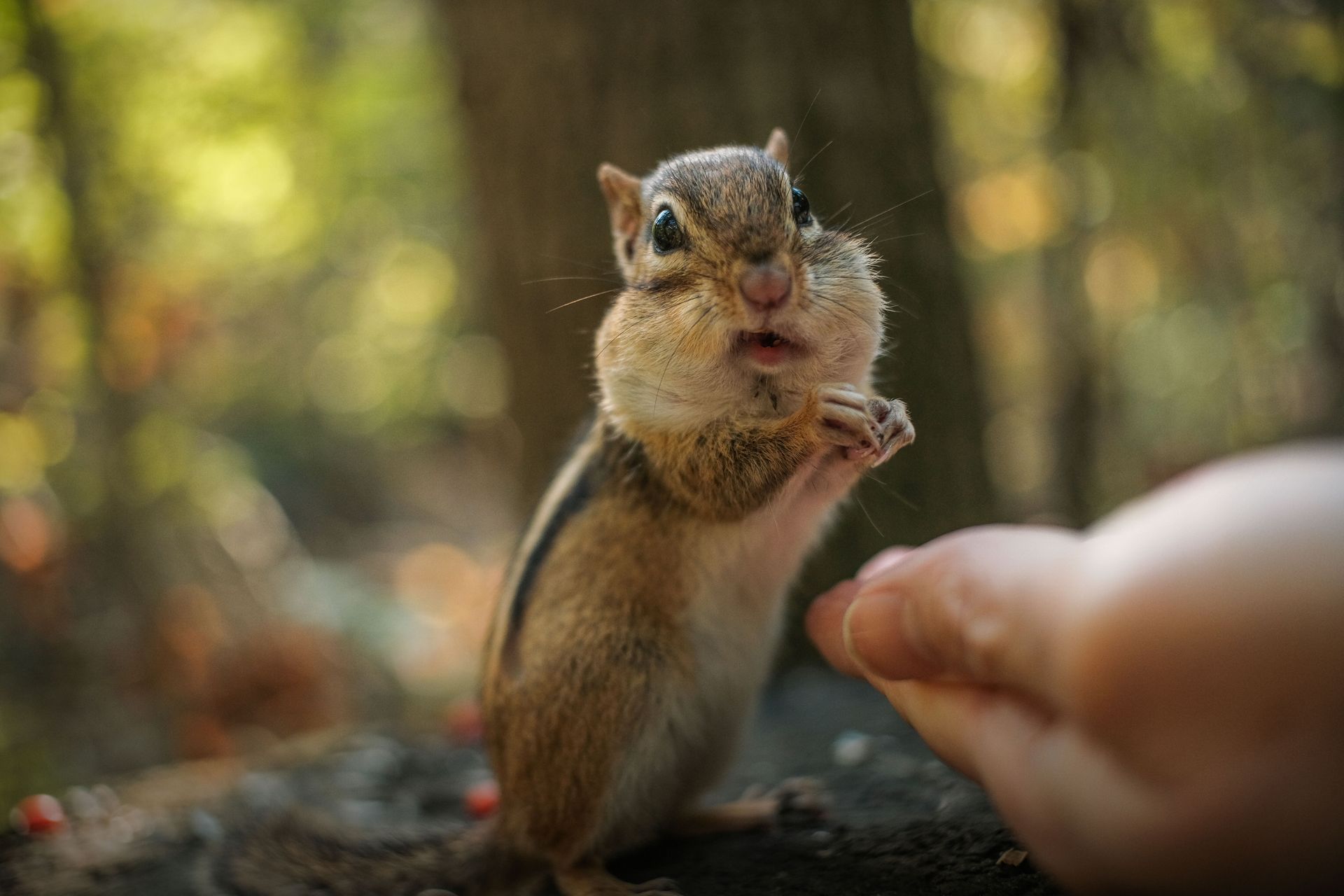 Adorable chipmunk being fed in a natural woodland setting in St. Jacobs, Ontario.