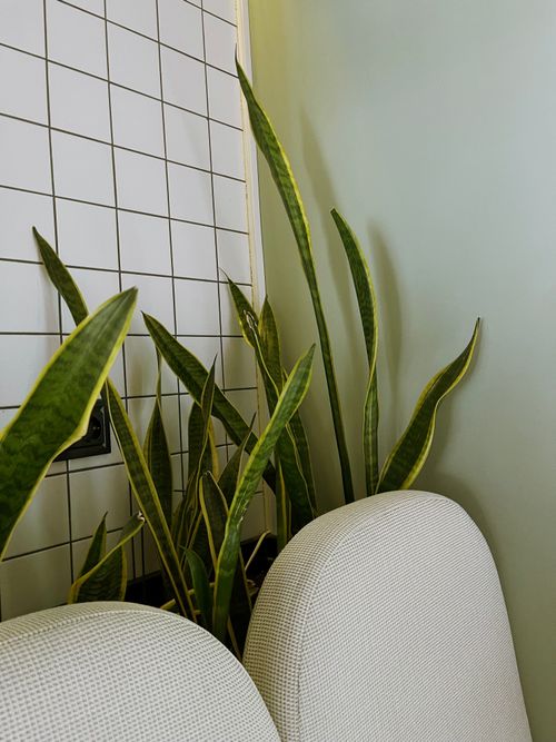Free Stylish indoor snake plant in a minimalist setting with tiled walls. Perfect for decor inspiration. Stock Photo