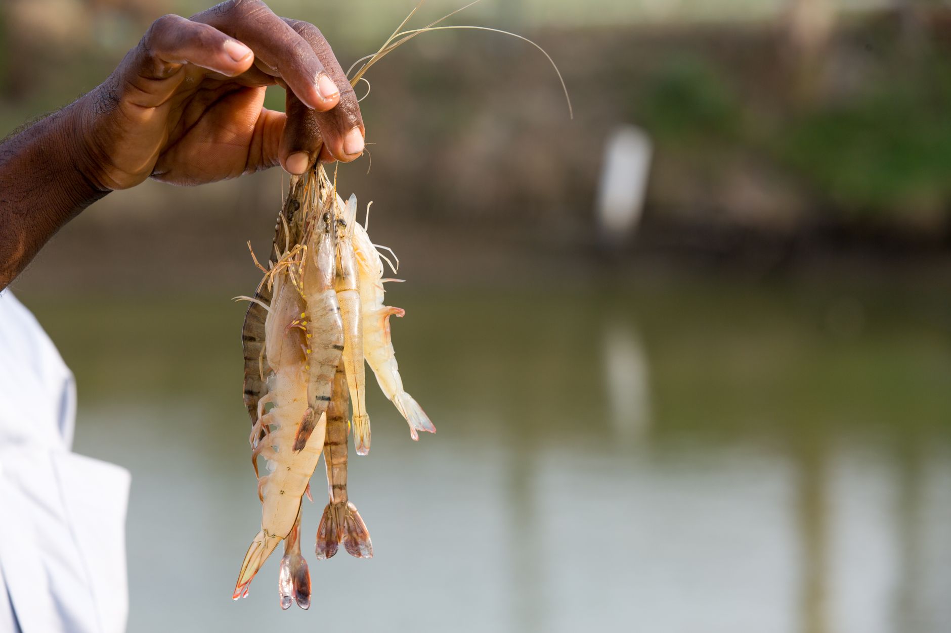 Hand holding freshly caught prawns by a fish pond in Chattogram, Bangladesh.