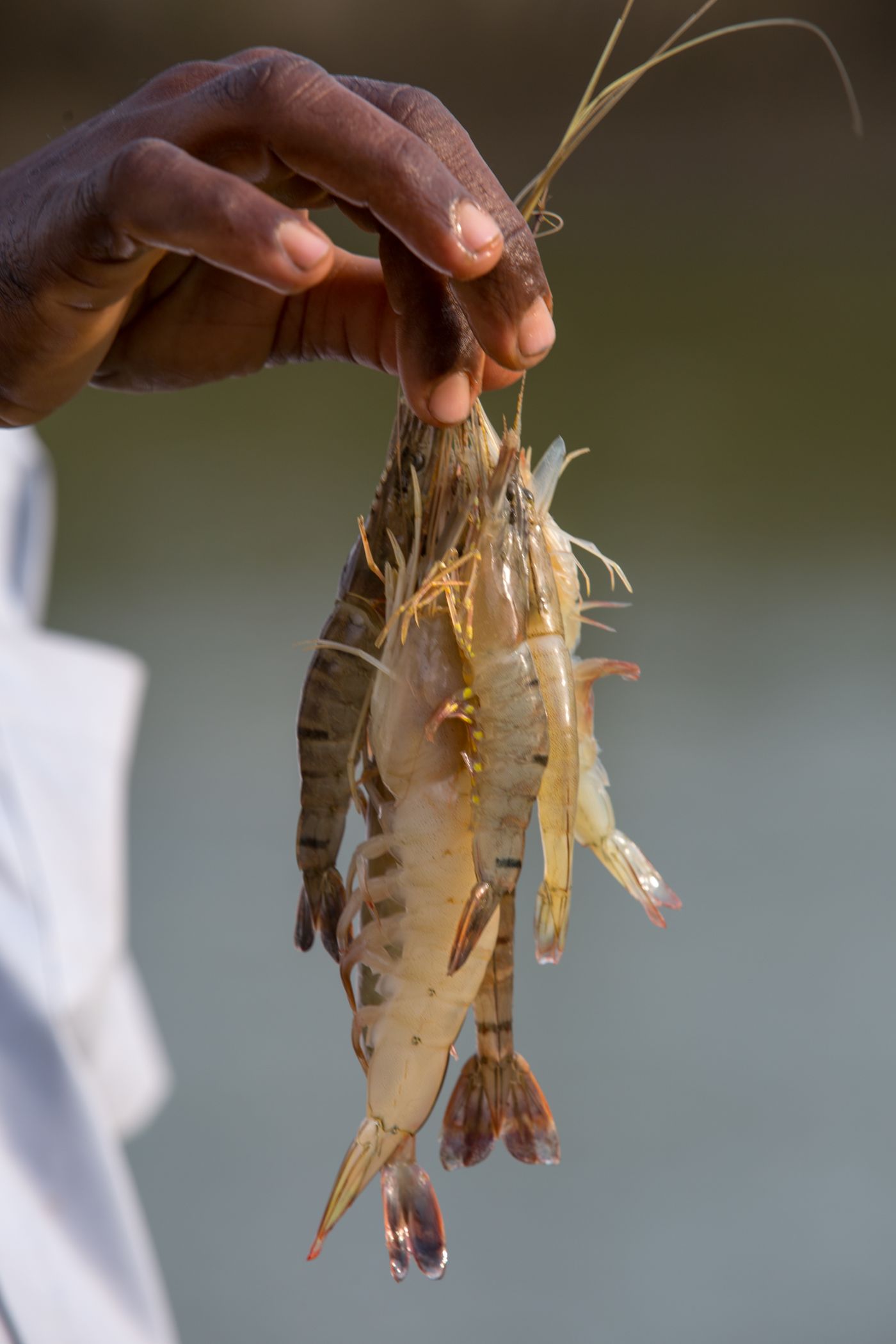 นำเข้าพันธุ์กุ้งจากต่างประเทศ ต้องขอใบอนุญาตกรมประมงอย่างไร