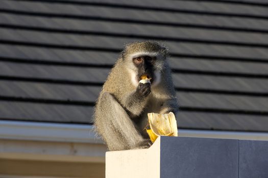 A vervet monkey sits on a ledge eating a banana in a sunny outdoor scene.
