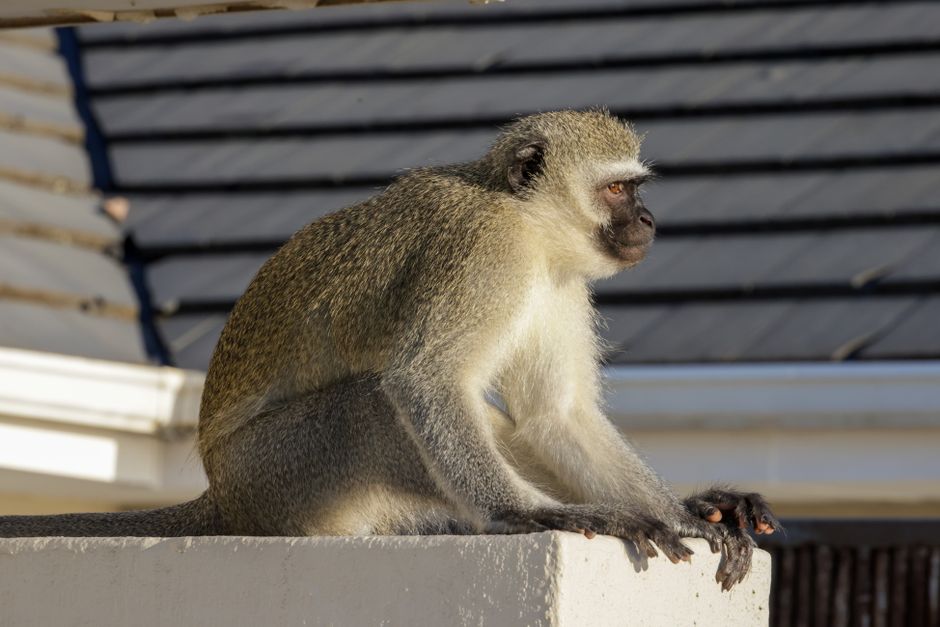 A vervet monkey sits on a rooftop edge under sunlight, showcasing its natural habitat.