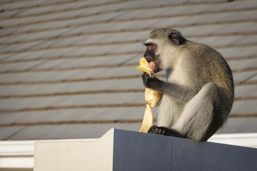 A vervet monkey sits on a ledge, eating a banana in natural daylight.