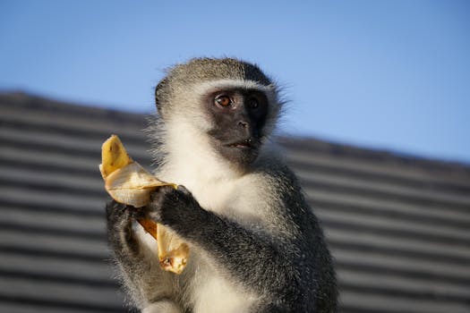 Four Friends in Jungle