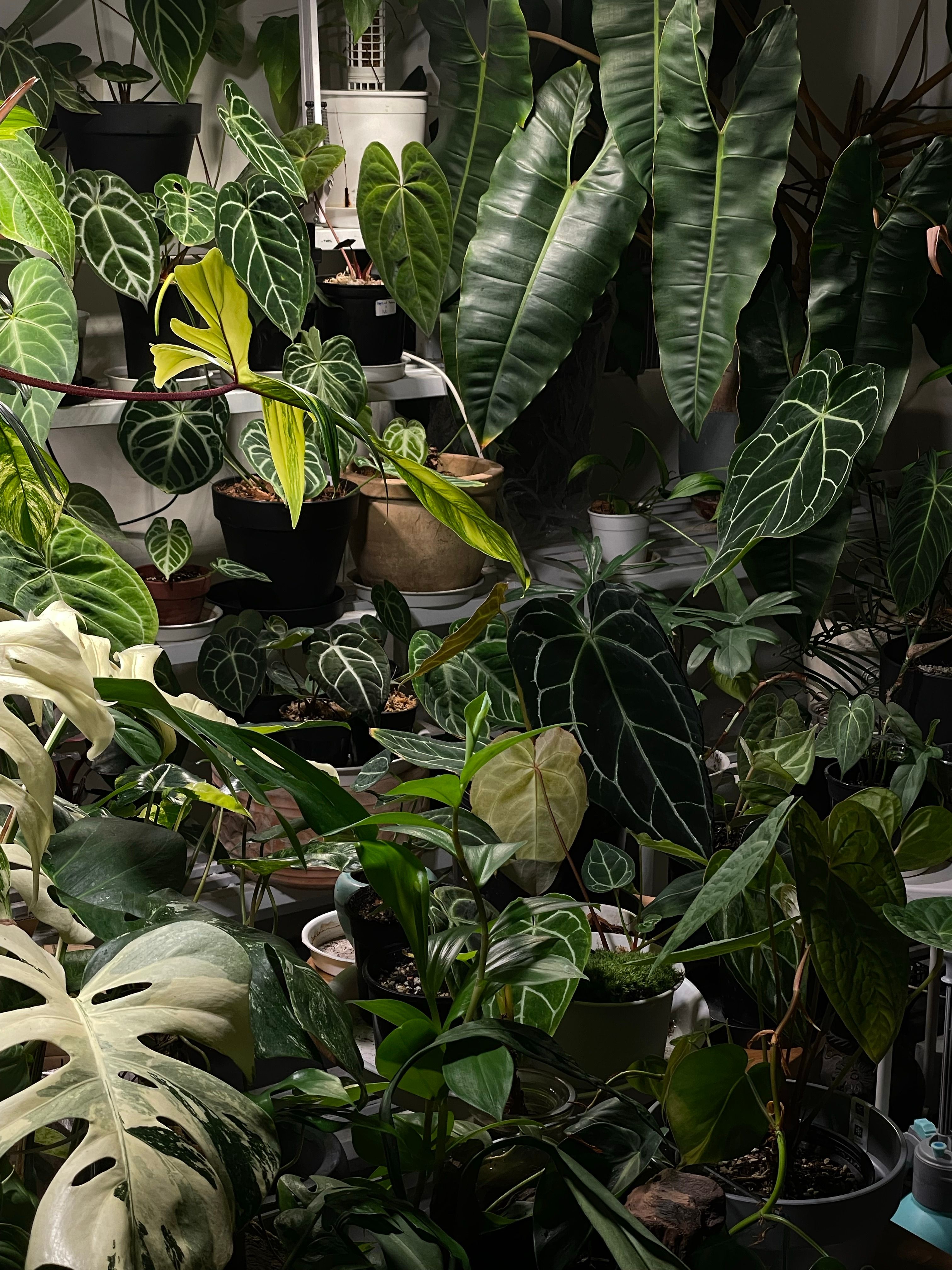 Lush Indoor Garden with Various Tropical Plants · Free Stock Photo