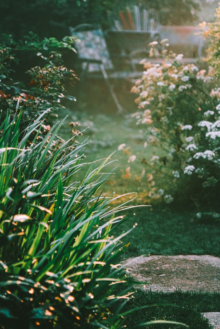 Jardín con plantas y luz de mañana, servicio de jardinería en Getxo