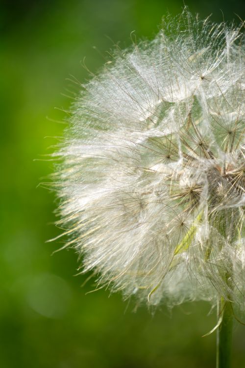 Free Detailed macro shot of a dandelion with seeds and vibrant green background. Stock Photo