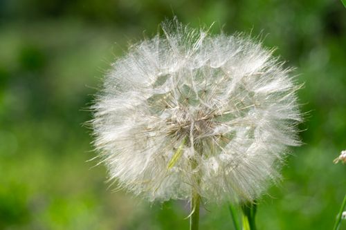 Free Vibrant close-up of a dandelion seed head against a blurred green background, symbolizing nature and renewal. Stock Photo