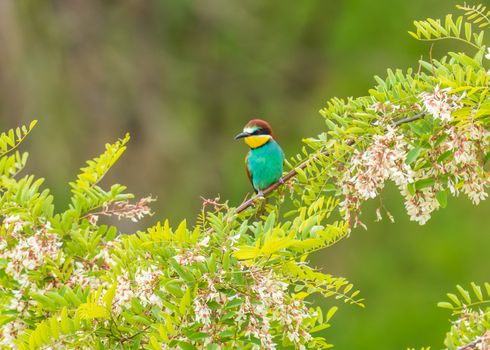 bird photo