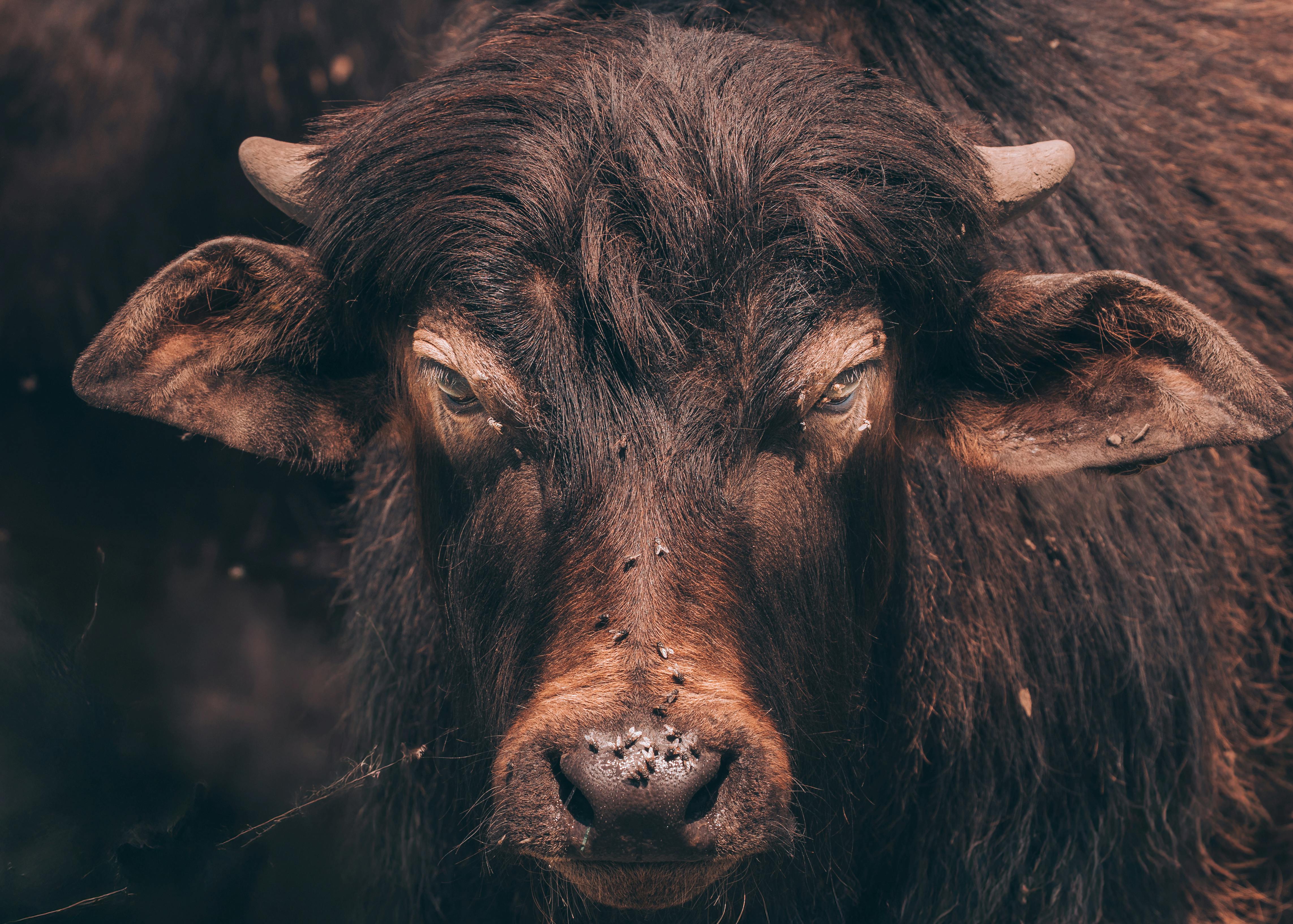 Fabriquer un piège à moucheron maison : 5 solutions ultra efficaces