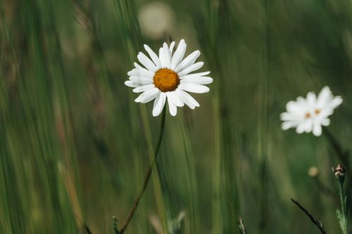 Free A detailed close-up of a blooming chamomile flower in a grassy field, showcasing its natural beauty. Stock Photo