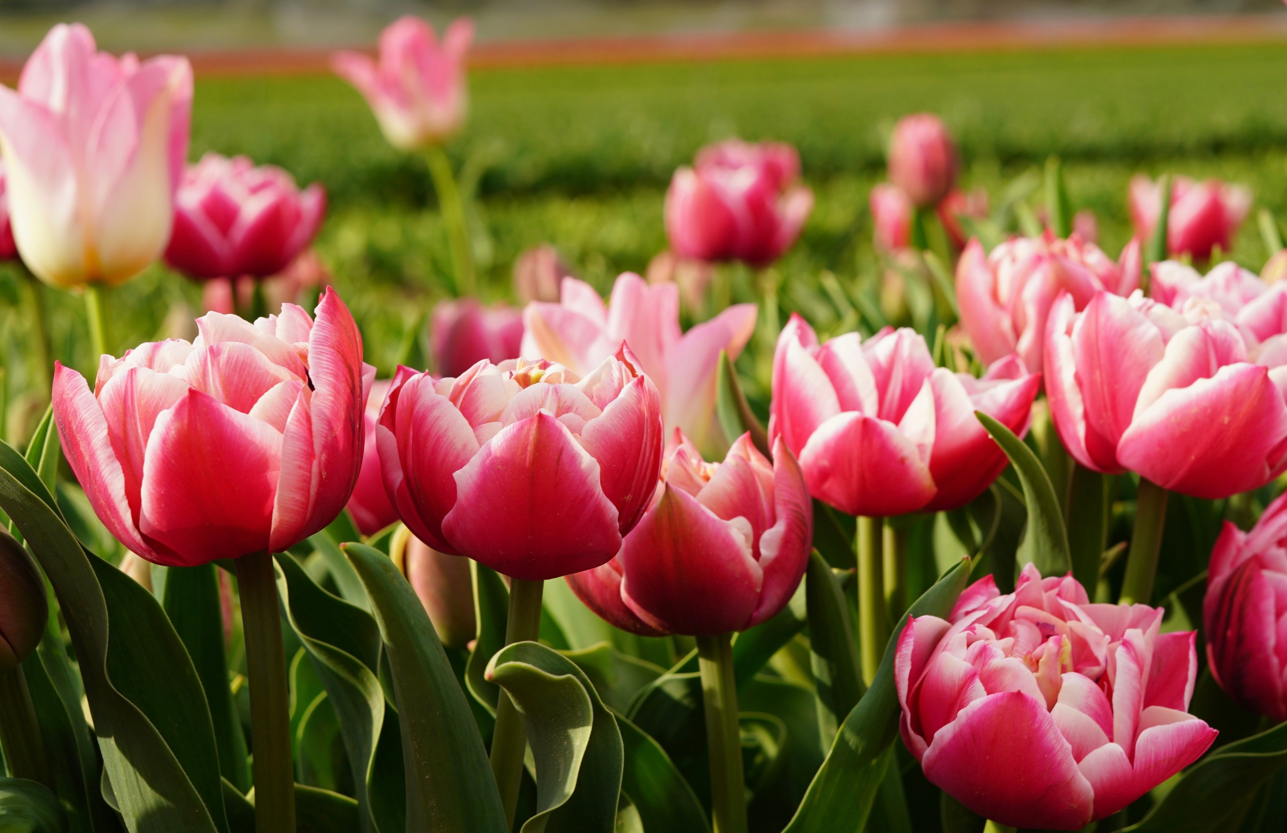 Vibrant Pink Tulips Blooming in Spring Garden · Free Stock Photo
