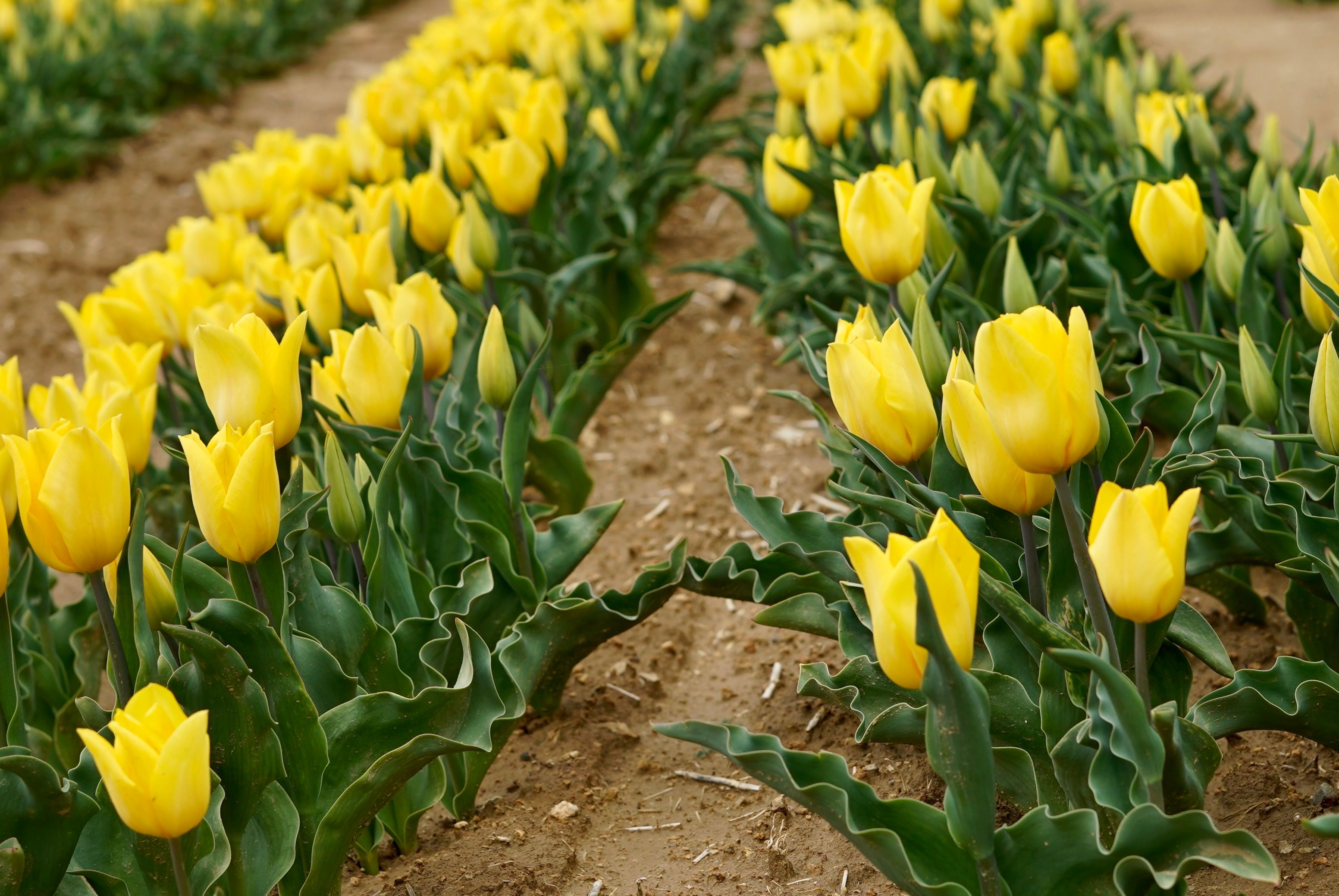 Flower Field Spring Photos, Download The BEST Free Flower Field Spring ...