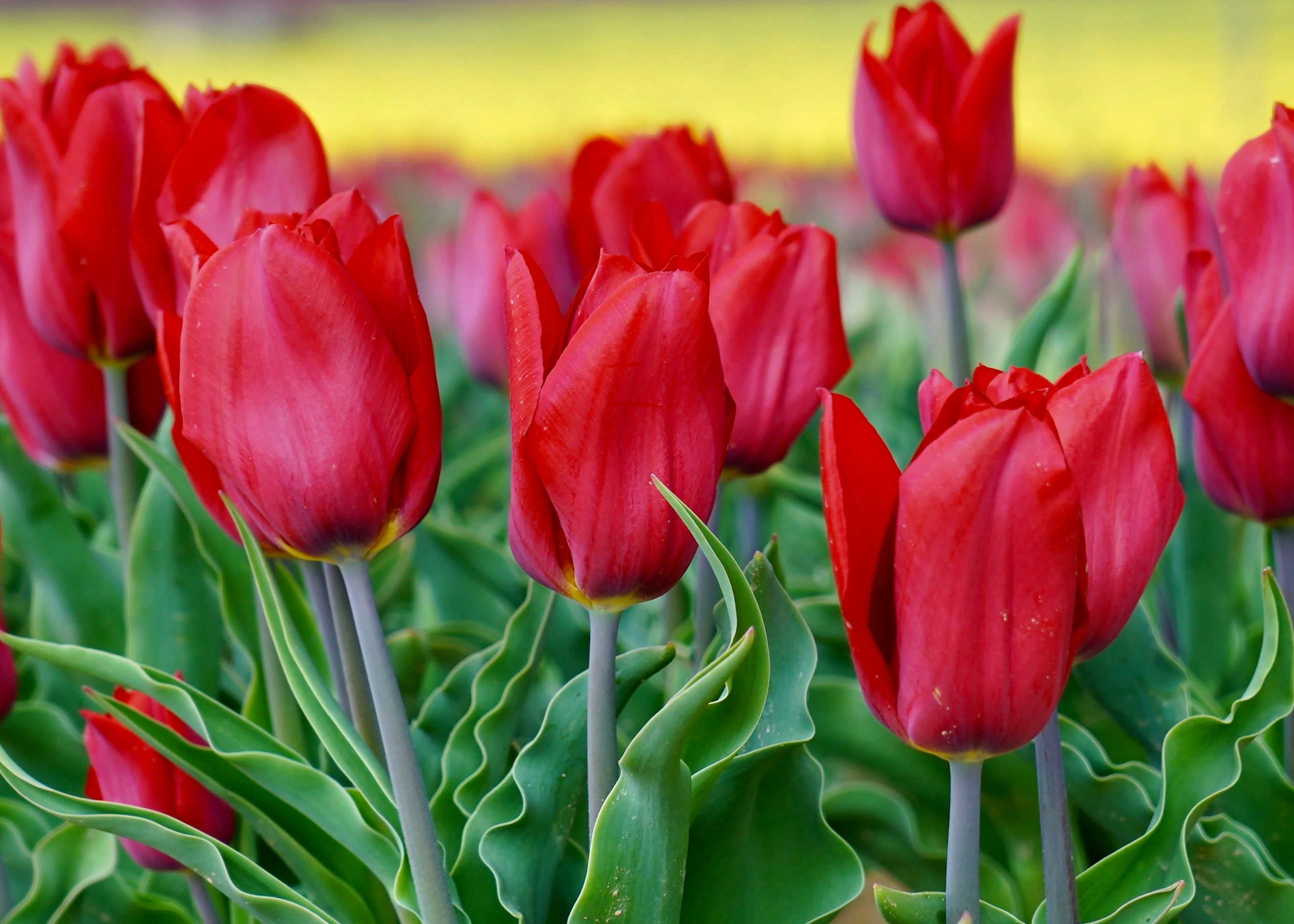 Vibrant Red Tulips in Bloom During Spring · Free Stock Photo