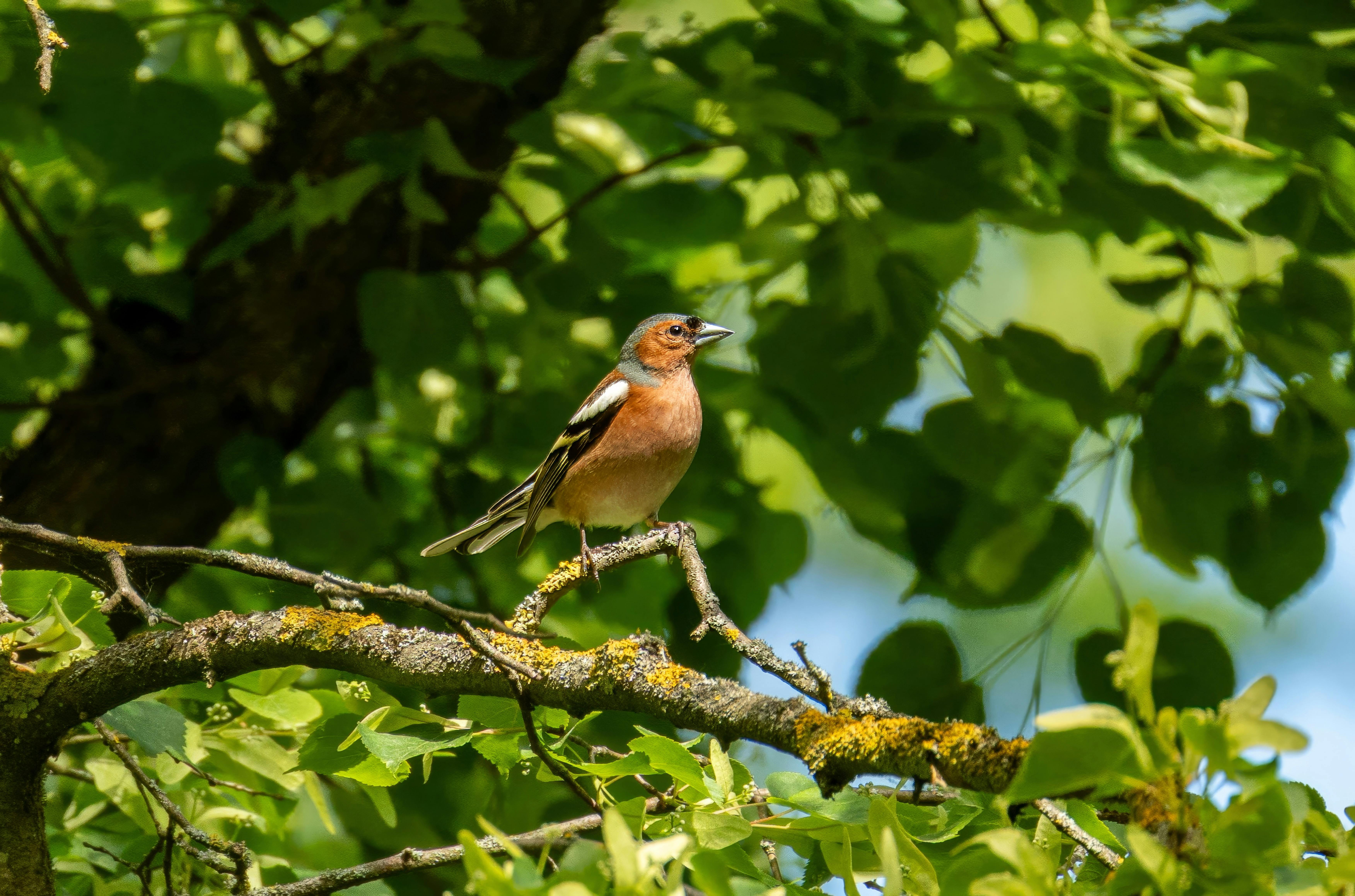 Making Money With Twitter