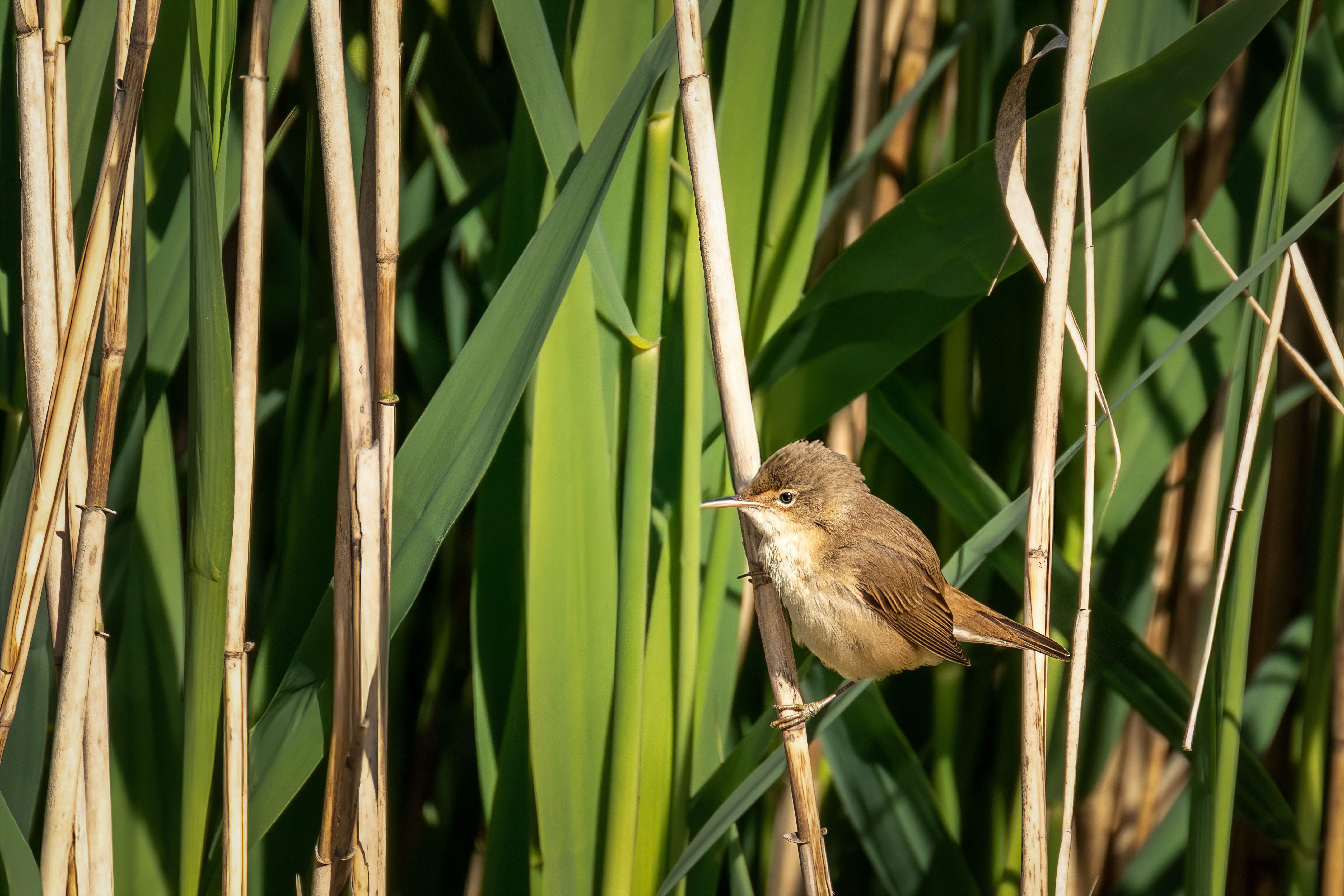 Common Reed Warbler in Natural Wetland Habitat · Free Stock Photo