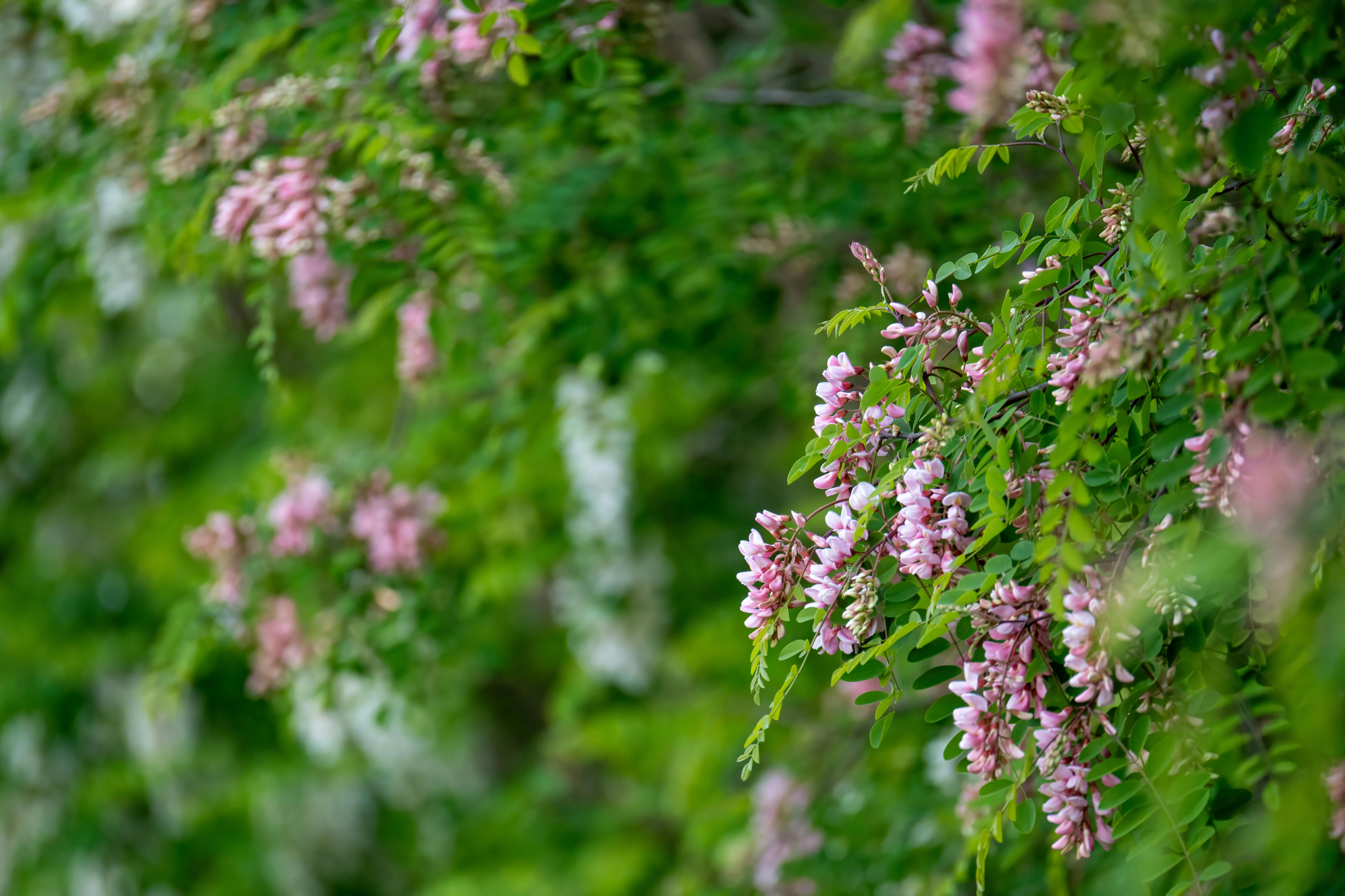 Robinia pseudoacacia