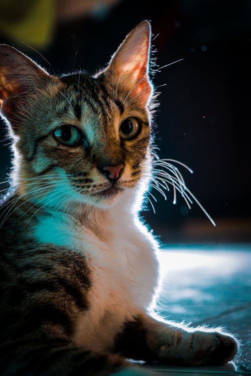Free Photo Of A Cat Stock Photo
