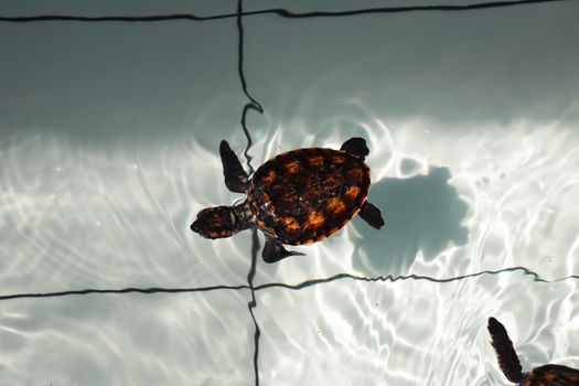 A baby turtle swims in clear water, reflecting sunlight in West-Nusa Tenggara, Indonesia.